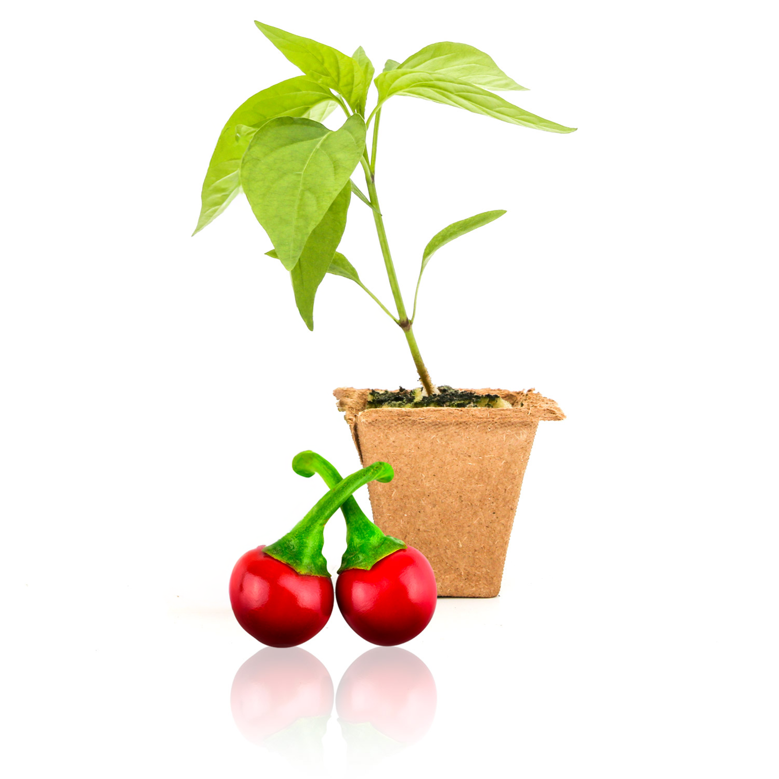 pepper plant in pot Cherry Hot Pepper Plants