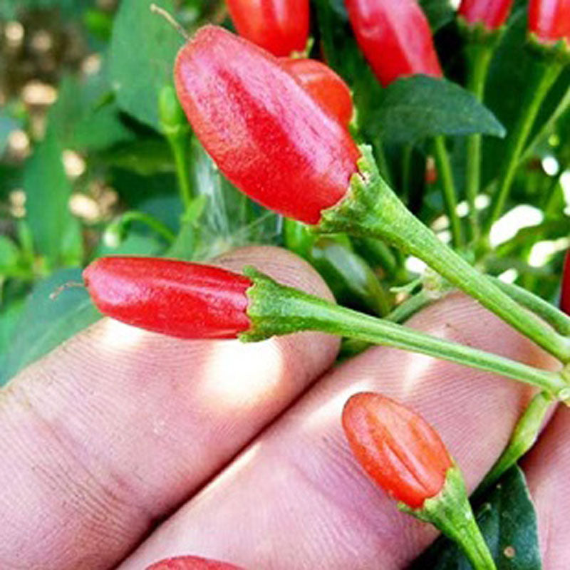 Chili Tepin Pepper Seeds