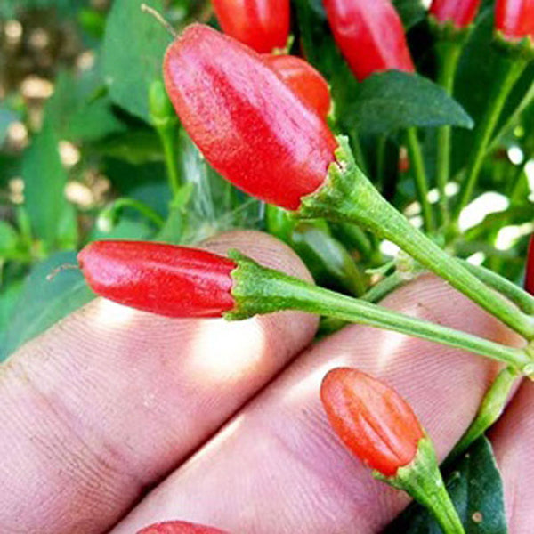 Chili Tepin Pepper Seeds by Pepper Joe's
