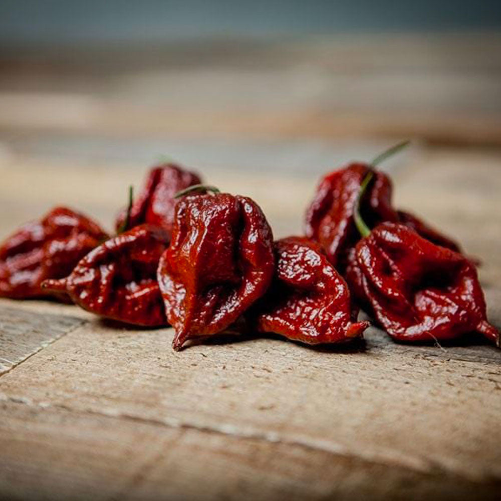 Chocolate Fever Pepper Seed Collection