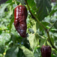 Chocolate Ghost Pepper Seeds