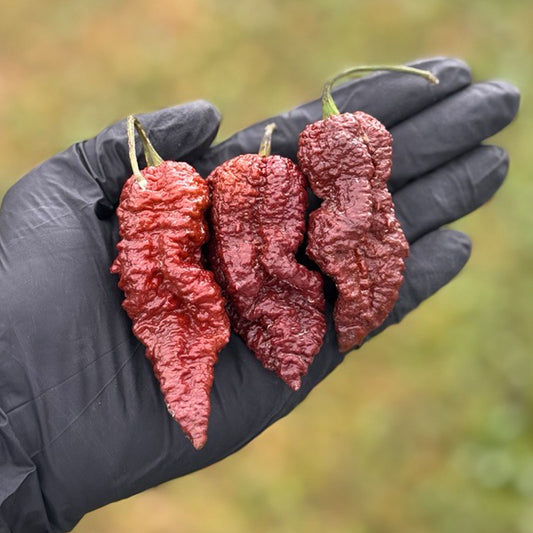 Chocolate Ghost Pepper Seeds