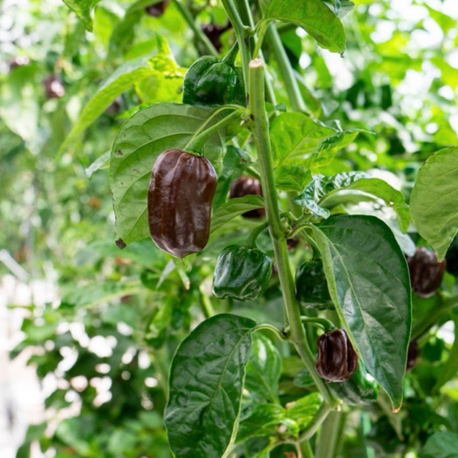 Chocolate Habanero Pepper on plant used to display pepper seeds for sale