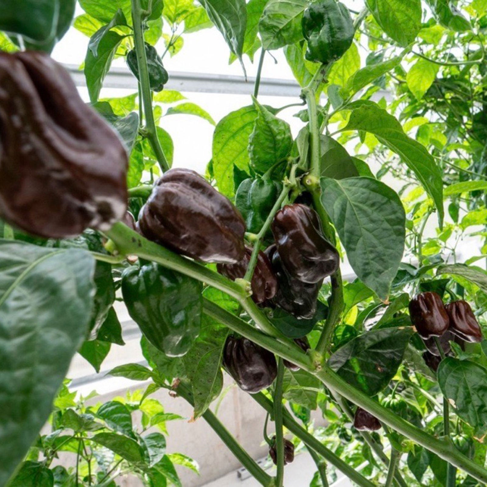 chocolate plant seeds Chocolate Habanero Pepper Seeds