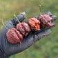Chocolate Reaper Pepper Seeds (Non-Isolated)