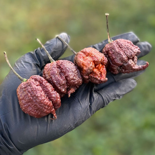 Chocolate Reaper Pepper Seeds (Non-Isolated)