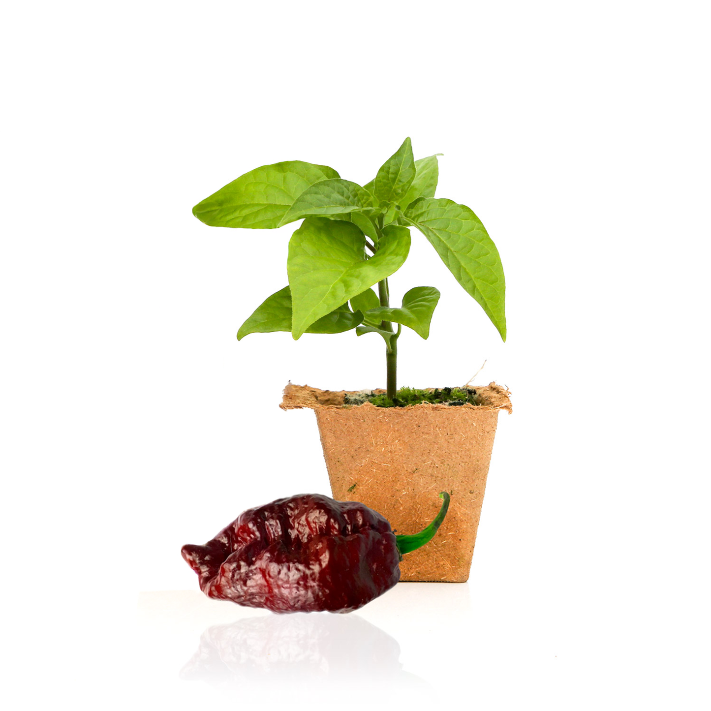 Chocolate Bhutlah Pepper Plants