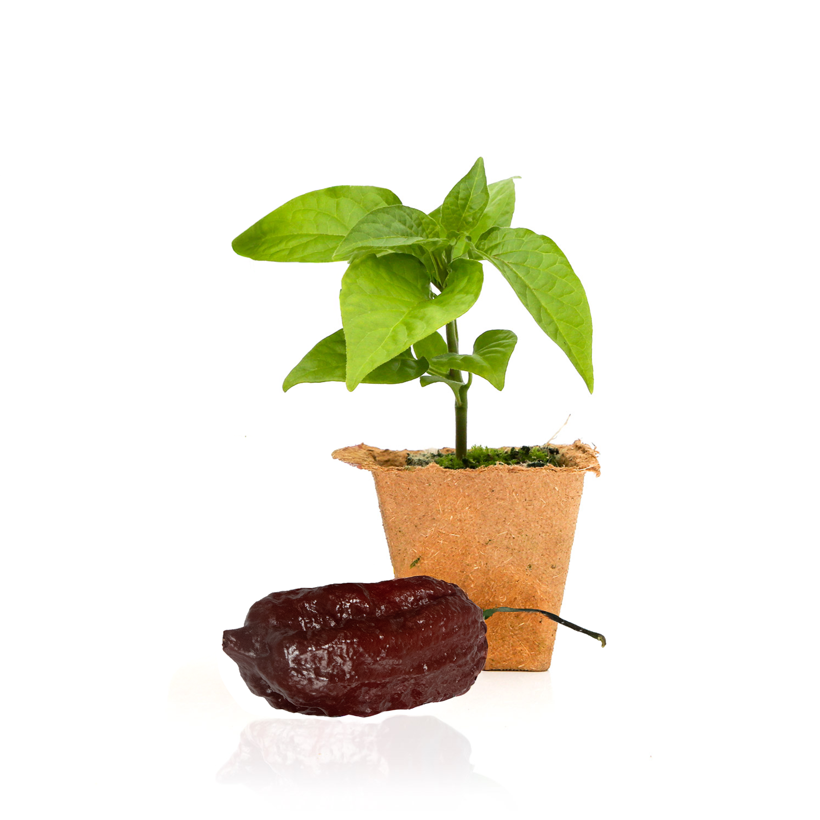ghost pepper plant in pot Chocolate Ghost Pepper Plants