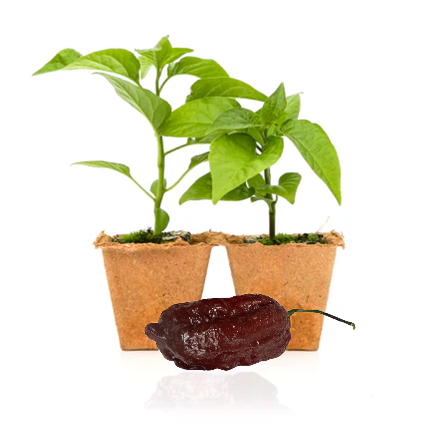 Chocolate Ghost Pepper Plants