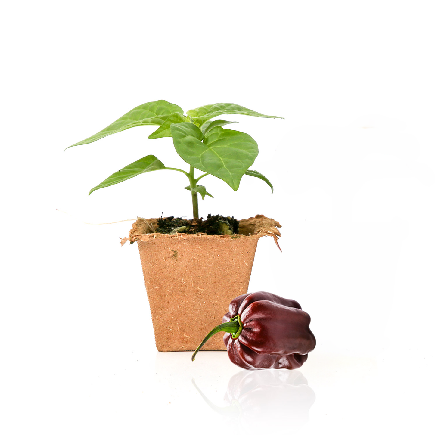 Plantas de chile habanero chocolate