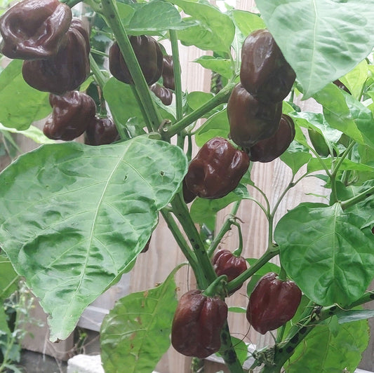 Chocolate Habanero Pepper Seeds