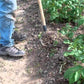 CobraHead Long Handle Weeder & Cultivator Garden Tool