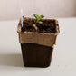 side view of 4" cowpot, seed starting pot, with small plant inside, on white table