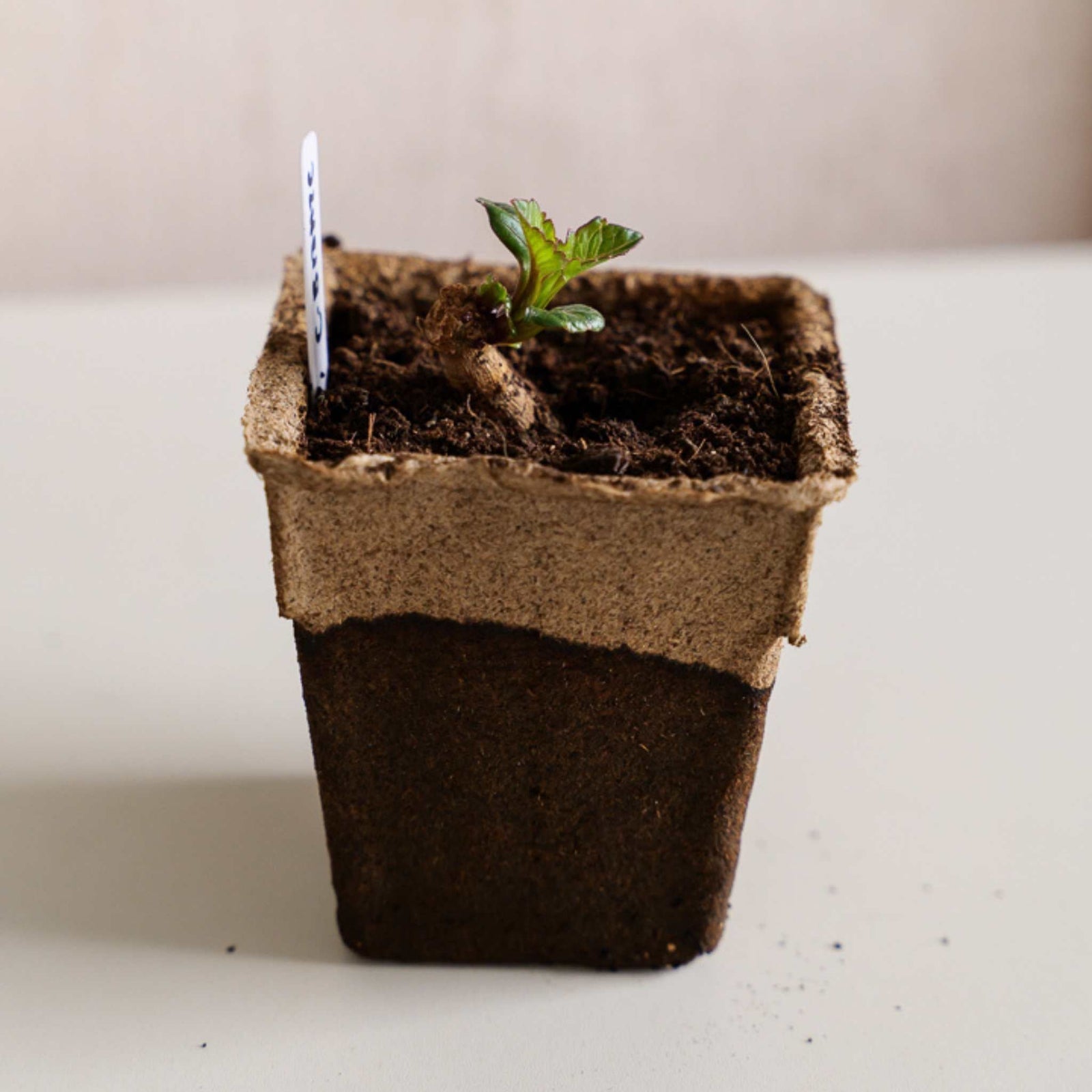 side view of 4" cowpot, seed starting pot, with small plant inside, on white table