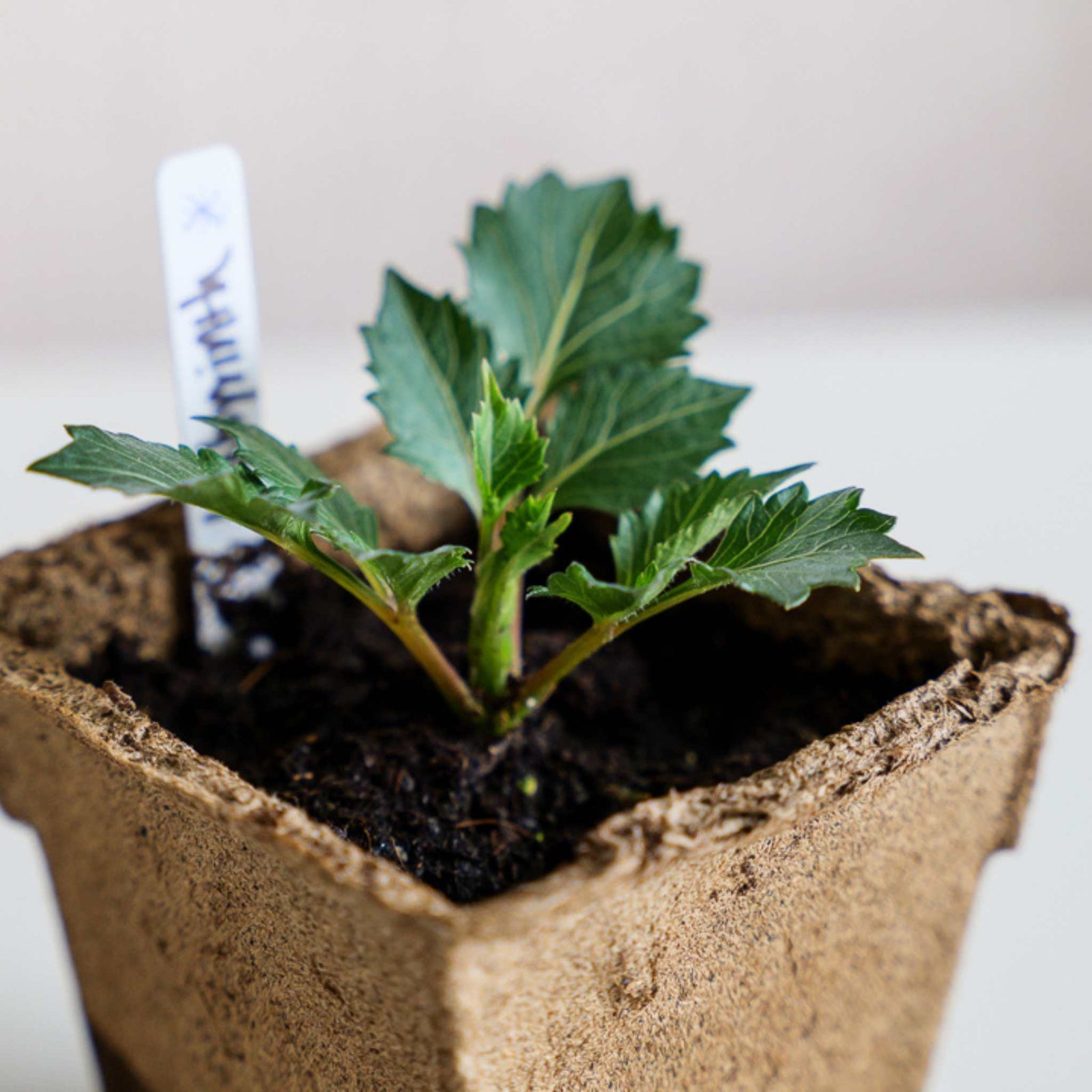 close up of 4" square biodegradable cowpot, seed starting pot with small plant and soil inside