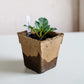 4" square biodegradable, cowpot, seed starting pot with small plant inside on a white table