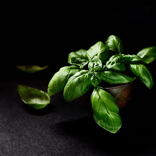Culinary Herb Seed Collection