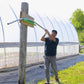 Person working with a hoop bender tool outside a greenhouse
