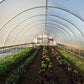 Rows of greens growing in a long greenhouse with a curved translucent plastic roof and metal frame.
