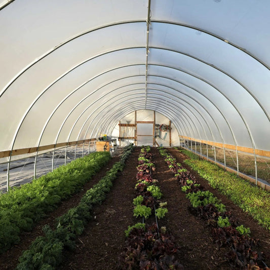 Rows of greens growing in a long greenhouse with a curved translucent plastic roof and metal frame.