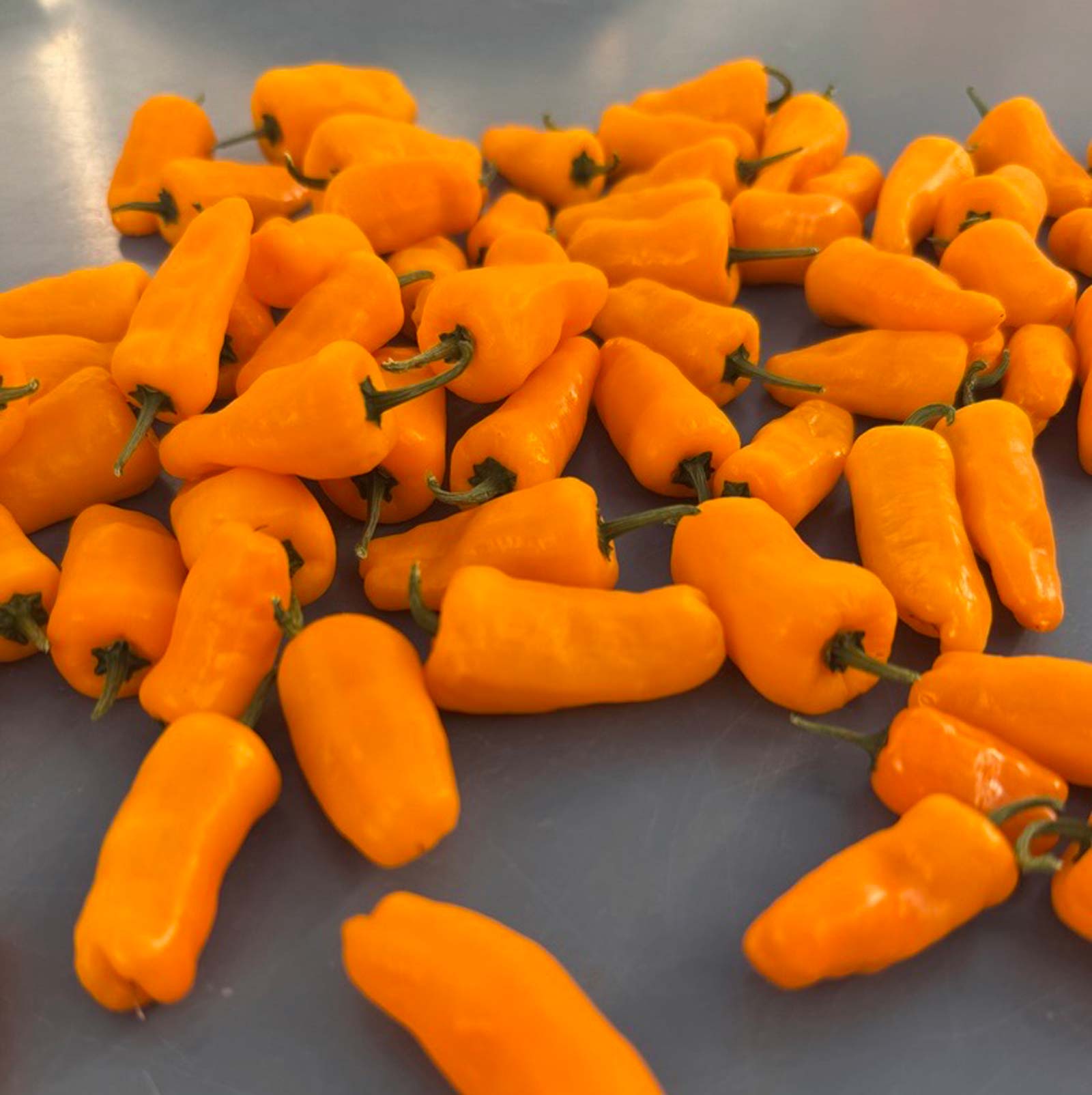 Datil Yellow Peppers on gray table used to display pepper seeds for sale