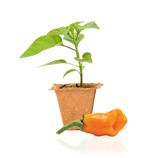Datil Pepper Plants