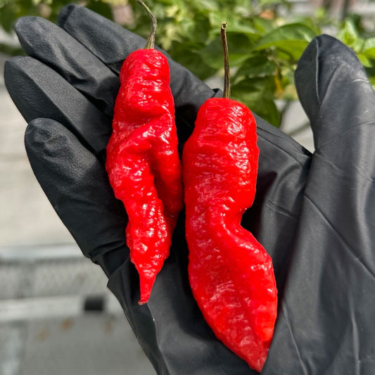 Death Spiral Pepper Seeds