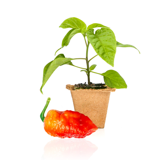 Death Spiral Pepper Plants