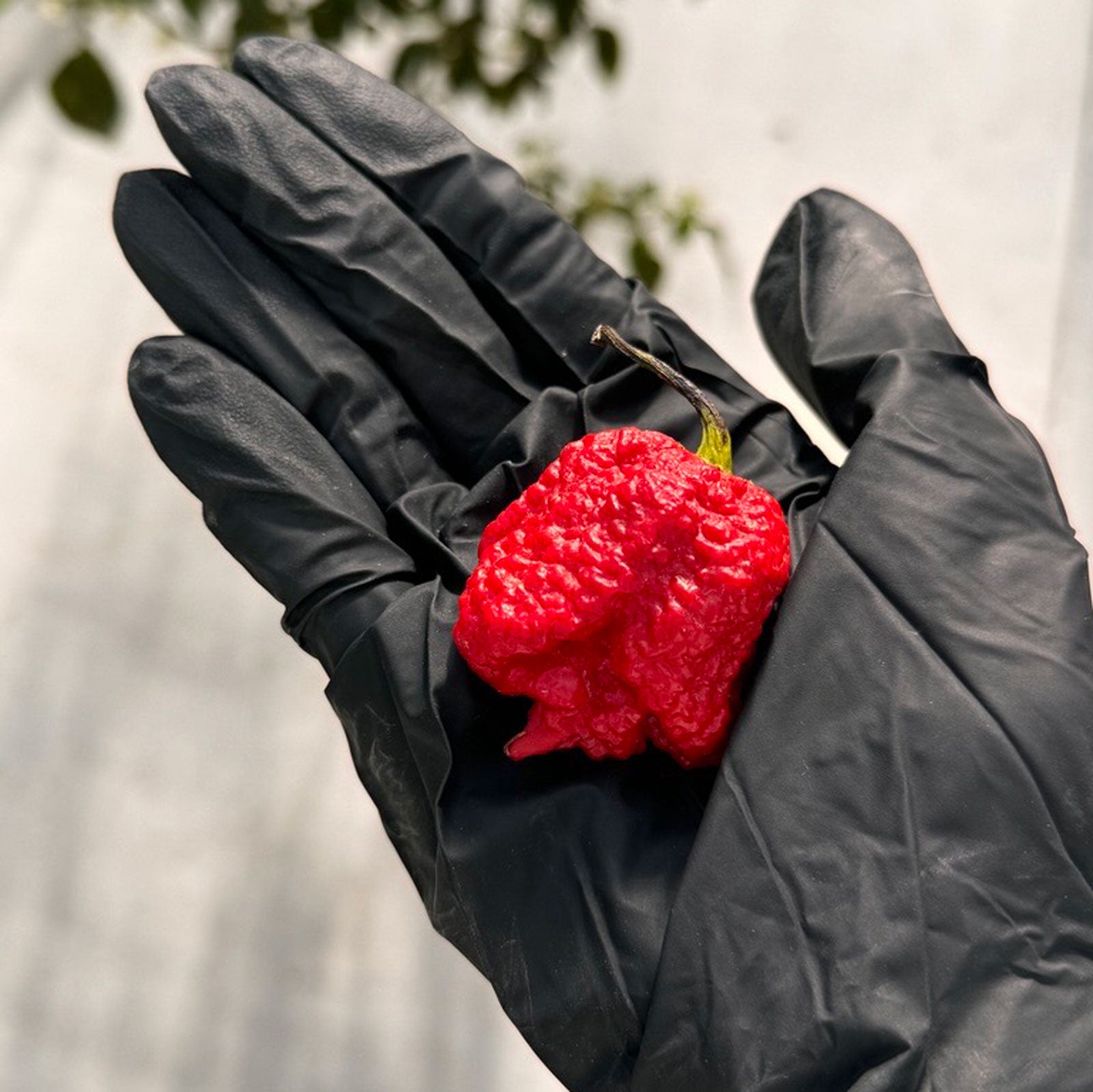 Dragon's Breath Chili Pepper Seeds