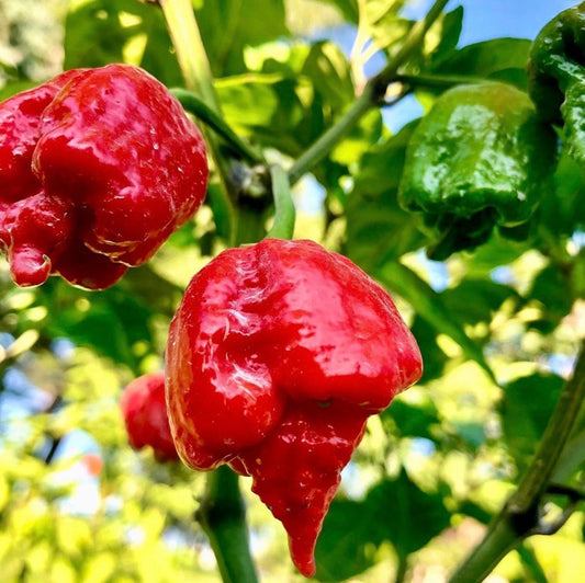 Kung Pao Pepper Seeds (Non-Isolated)