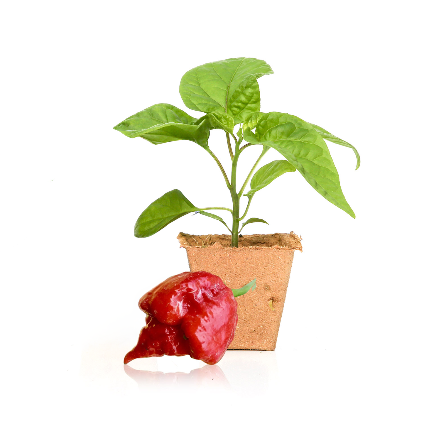 Dragon's Breath Pepper Plants