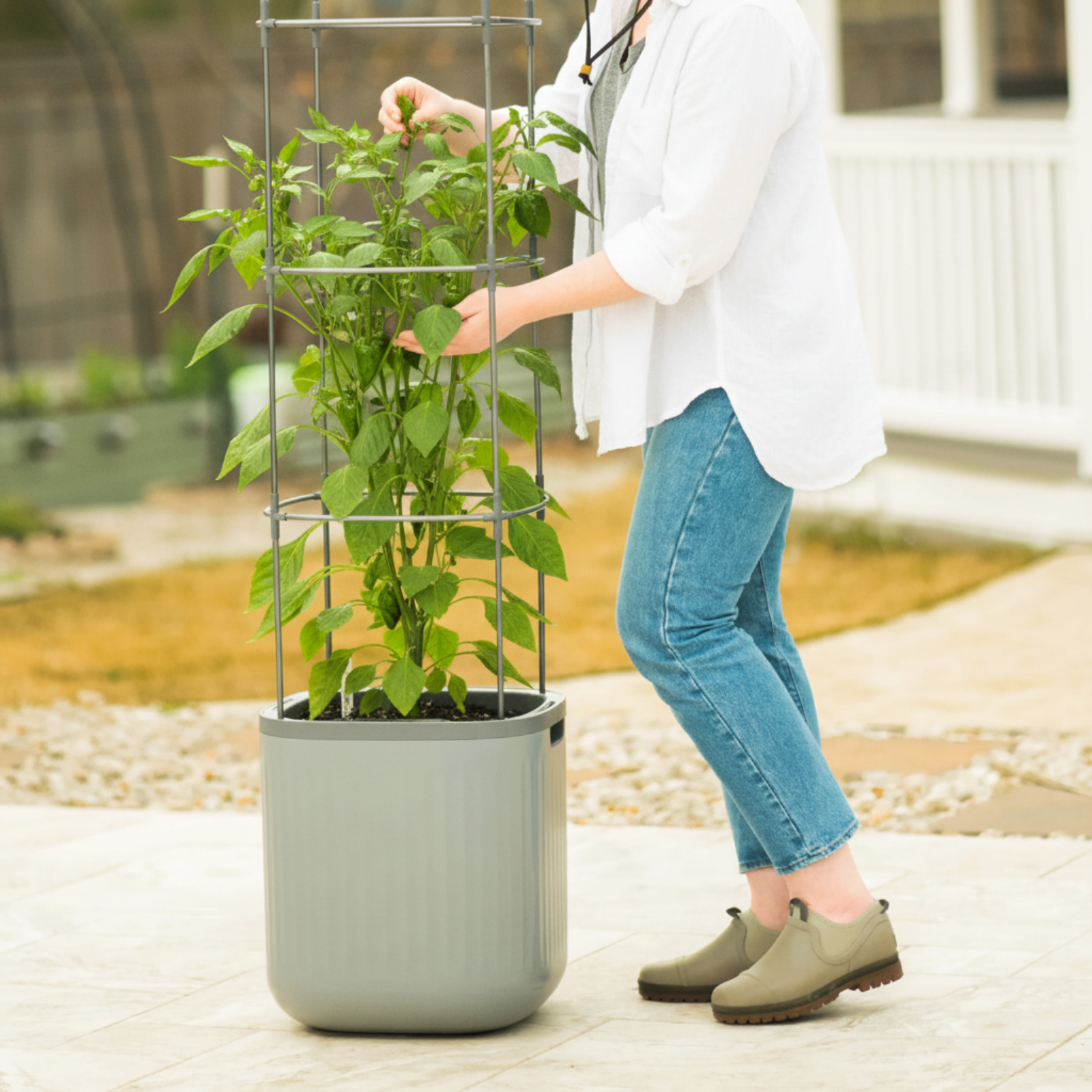 self watering for tomato plants Self-Watering Rolling Tomato Planter with Trellis–Vego Garden, Cream White