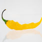 Fatalii pepper on white