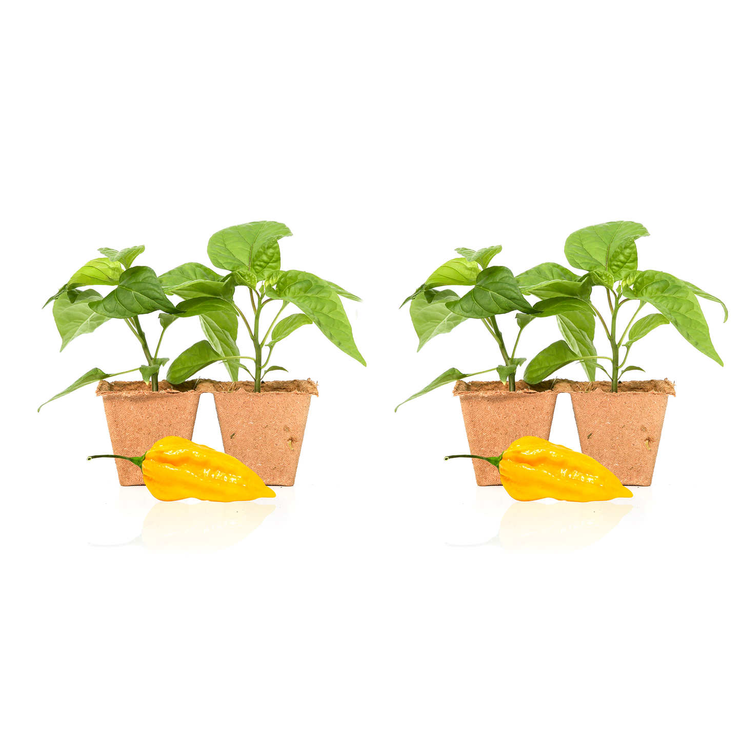 Fatalii Pepper Plants