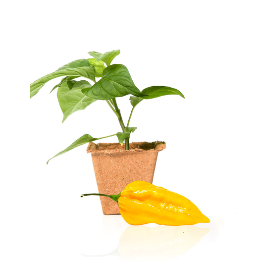 Plantas de pimiento Fatalii