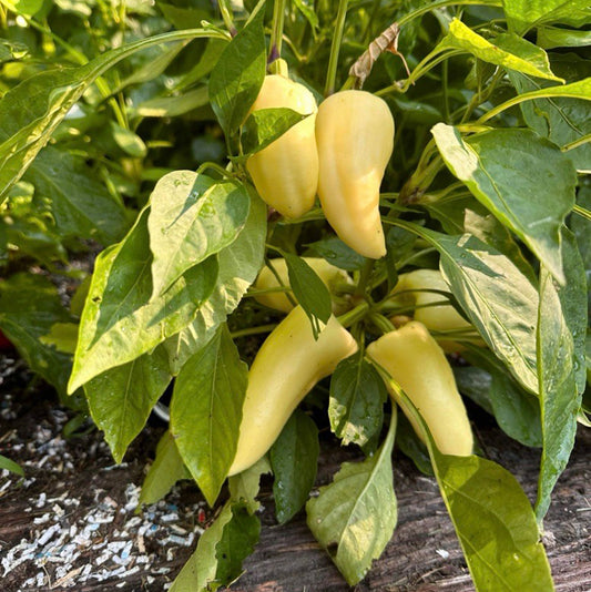 Feher Ozon Paprika Pepper Seeds