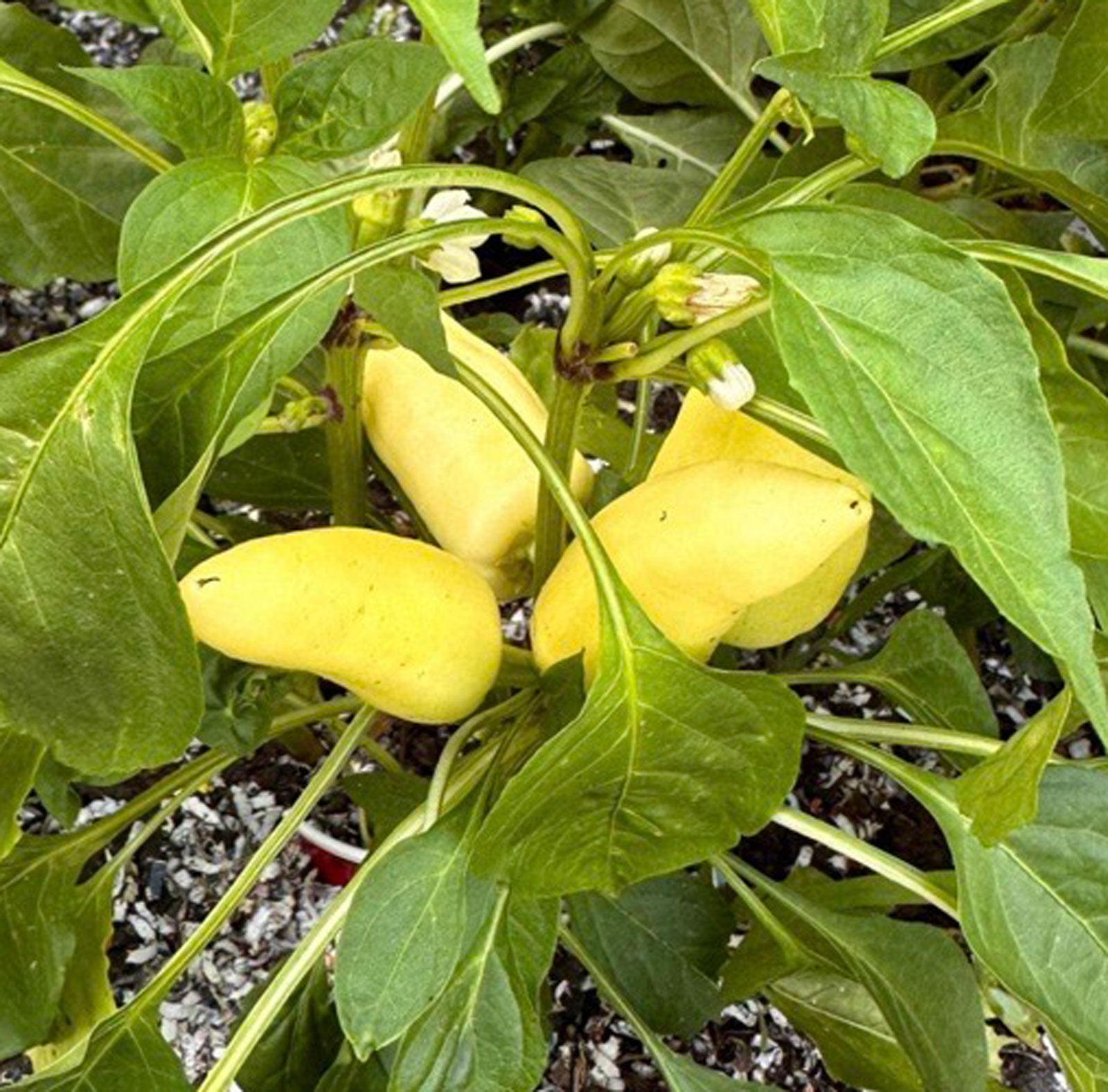 green pepper plants from seed Feher Ozon Paprika Pepper Seeds