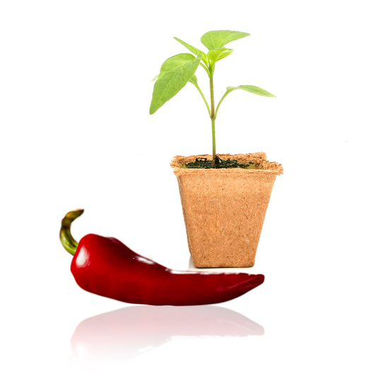 Fresno Pepper Plants