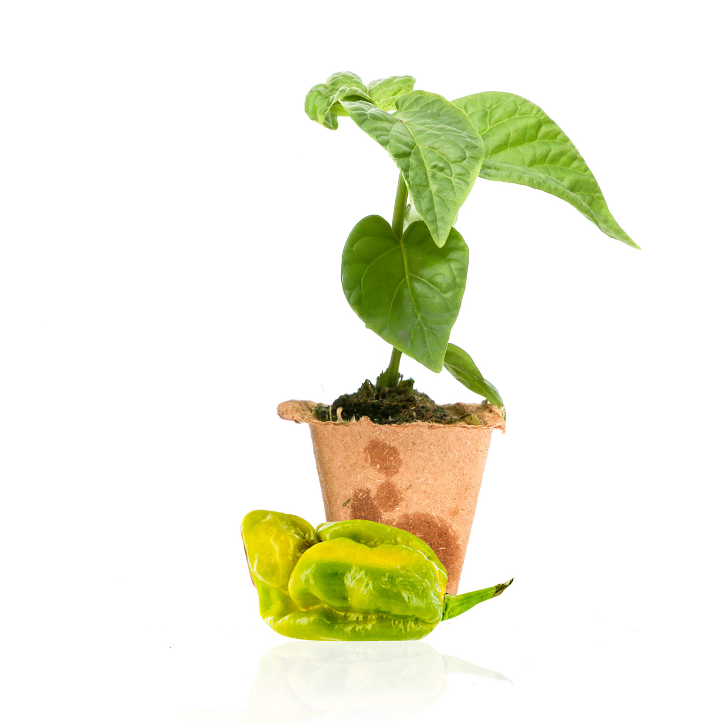 Gator Jigsaw Pepper Plants