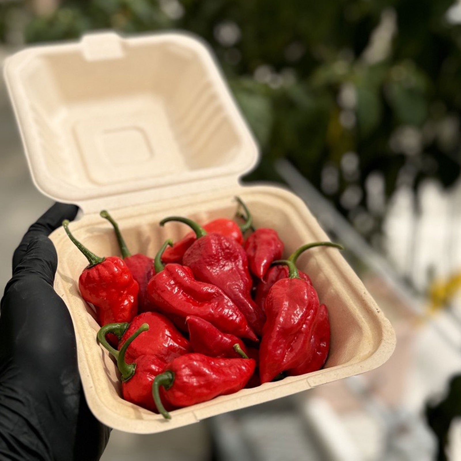 Ghost Fresh Peppers in Carton