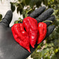 Hands holding Ghost Fresh Peppers