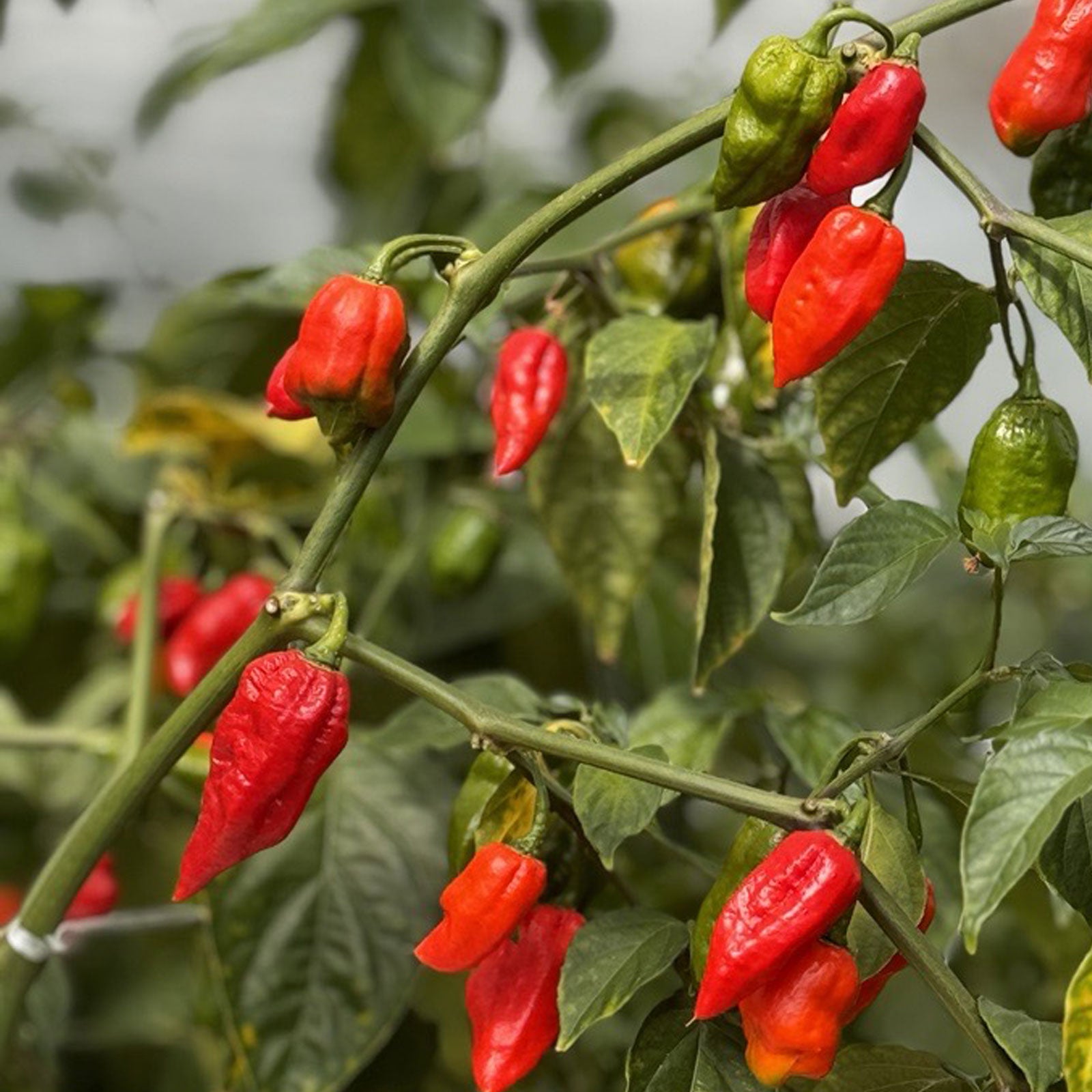 Ghost Pepper Plant