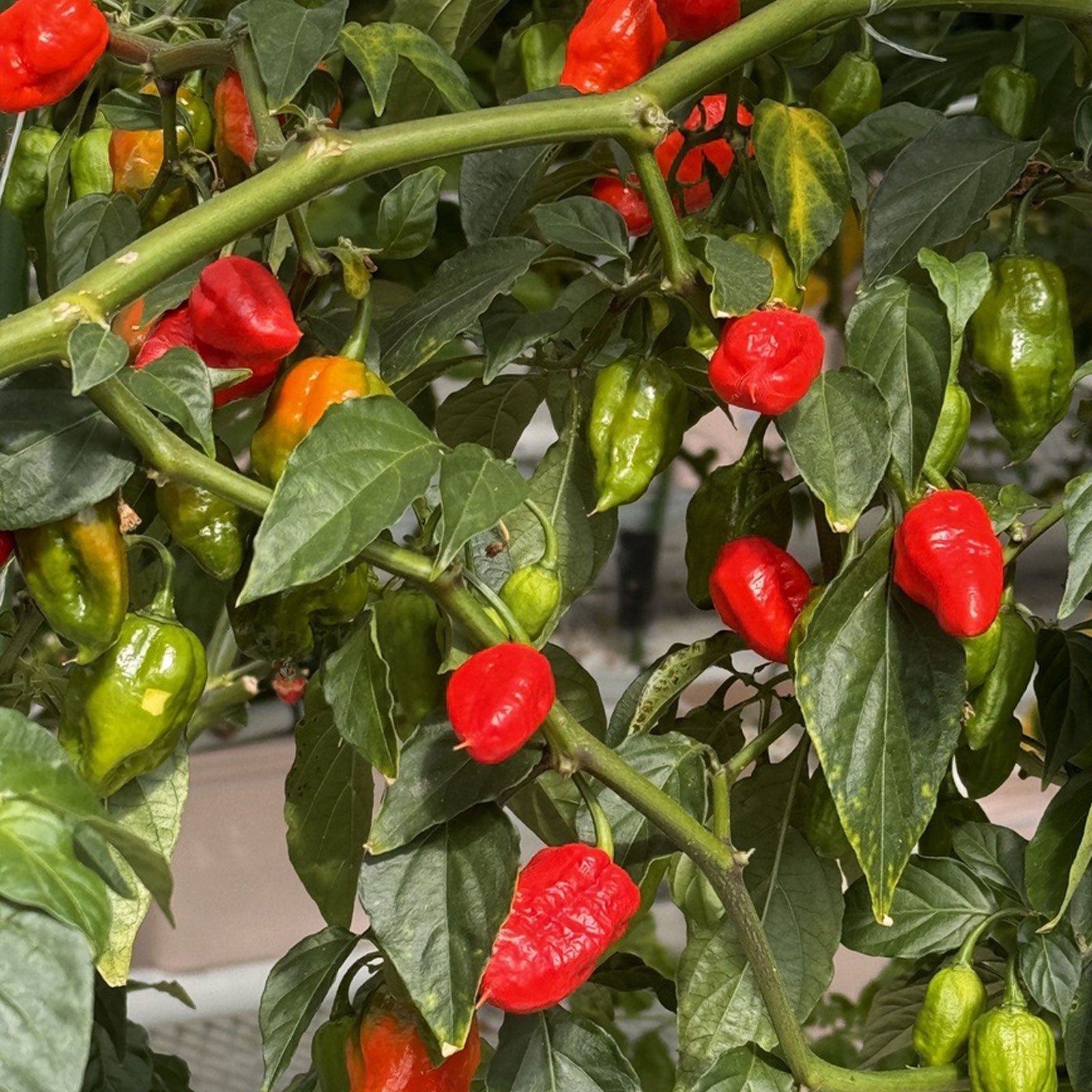 Ghost Pepper Plant