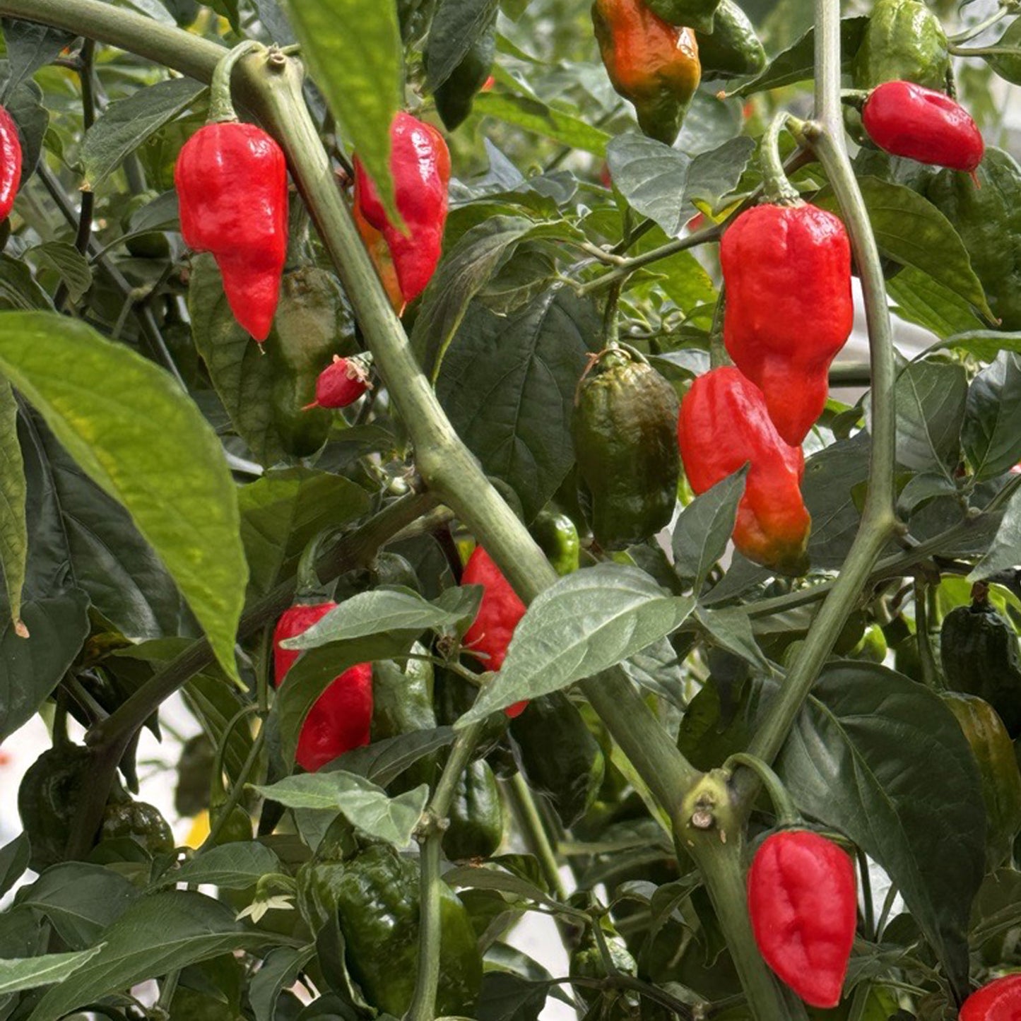 Ghost Pepper Plant