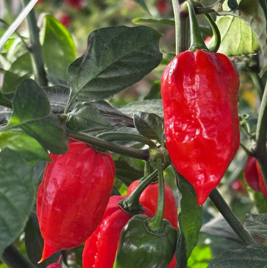 Ghost Pepper Seeds