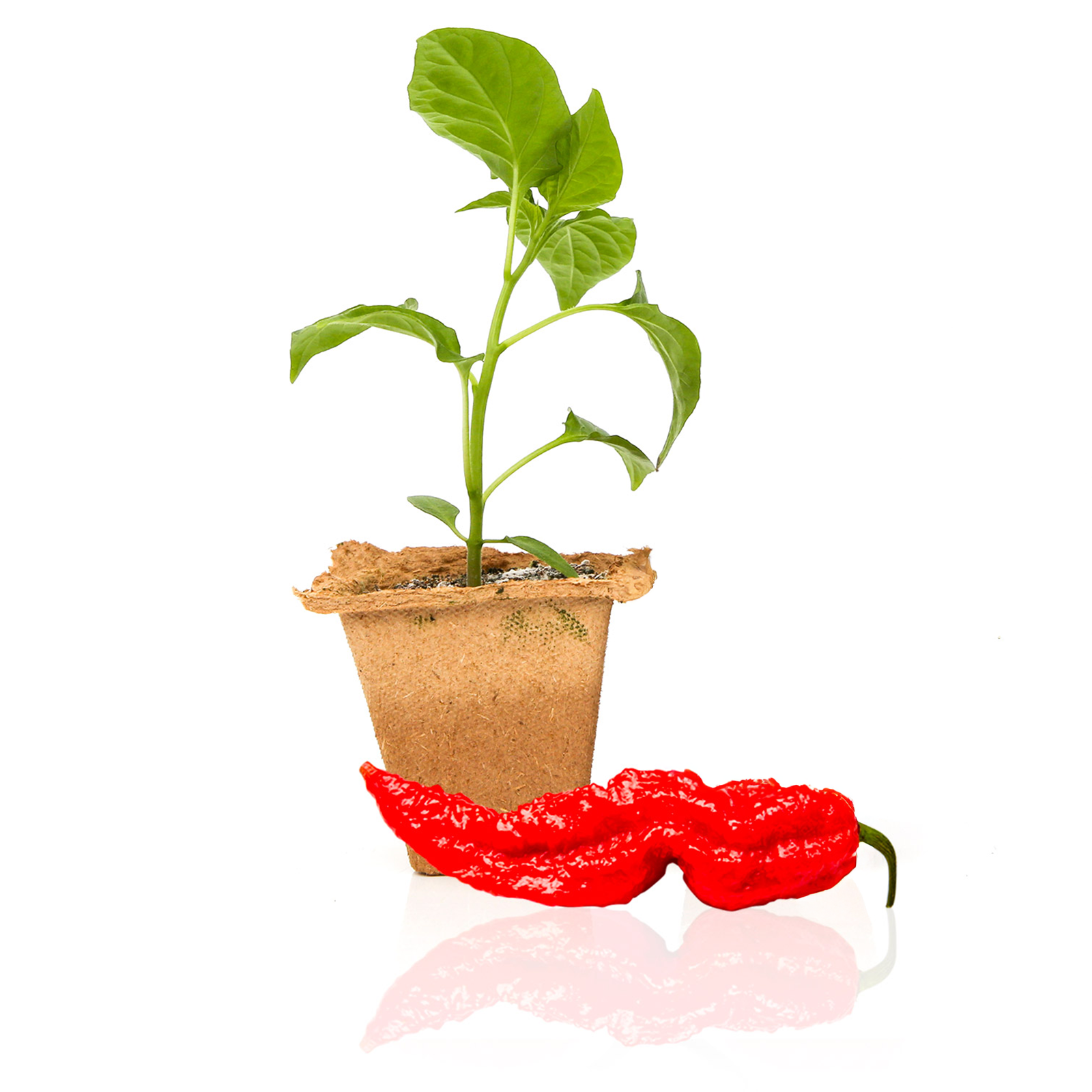 red pepper plant in pot Ghost Pepper Plants