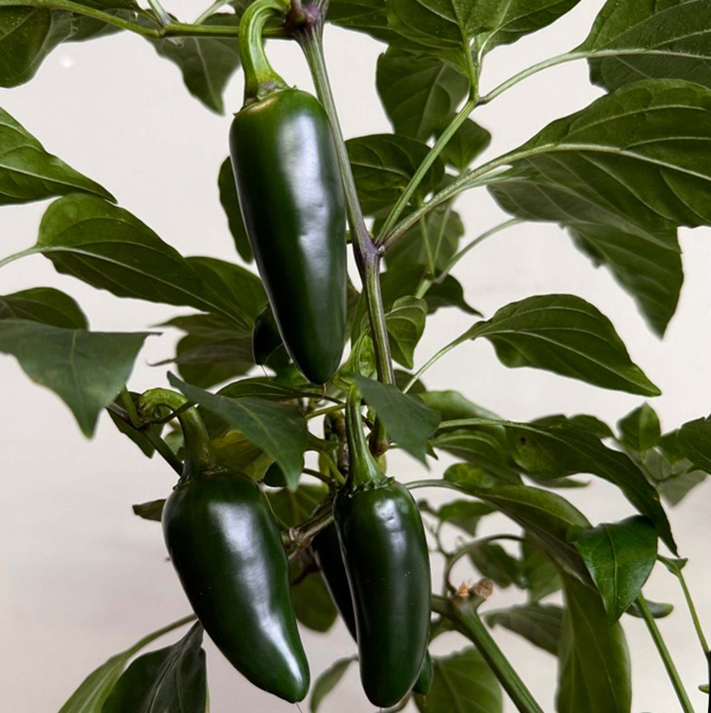 Pepper Joe's Giant Jalapeno Pepper Seeds