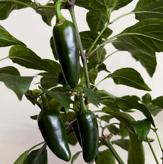 Pepper Joe's Giant Jalapeno Pepper Seeds