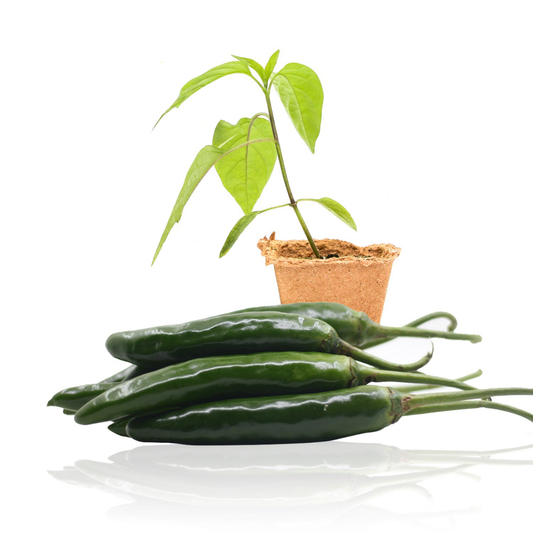 Giant Jalapeno Pepper Plants