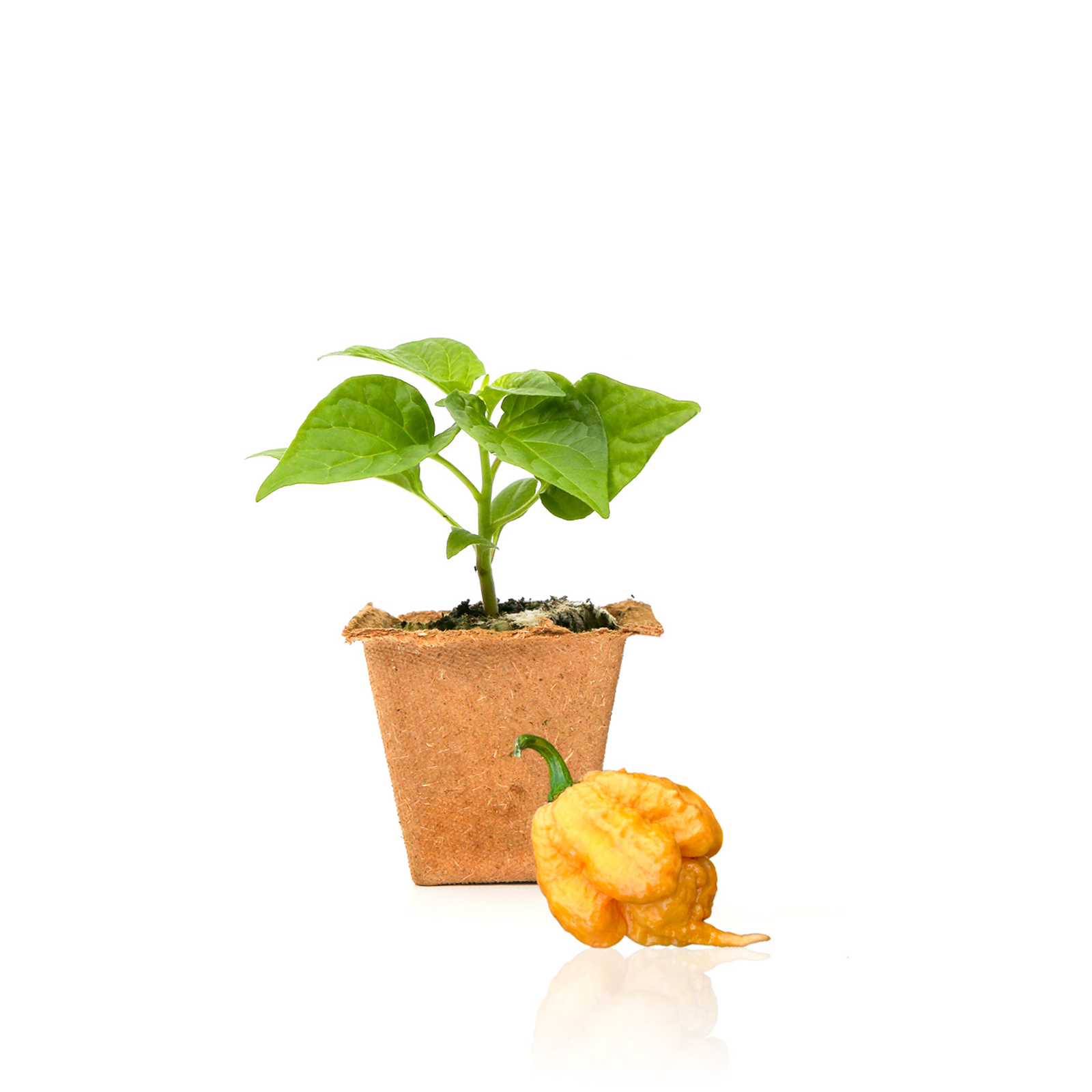 carolina reaper plant pot size Golden Carolina Reaper Pepper Plants